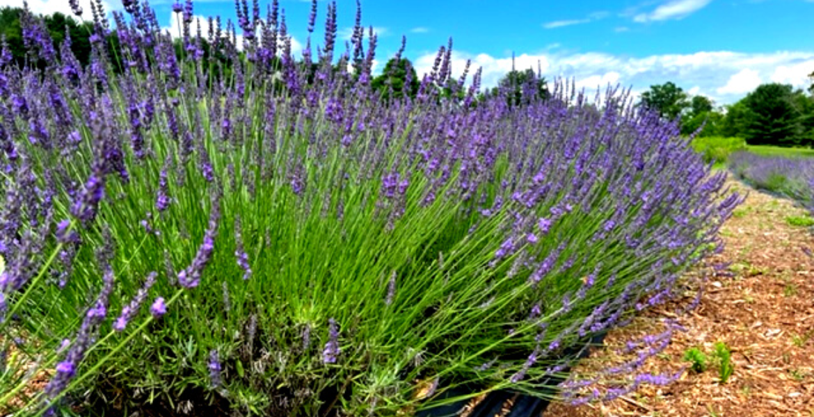 About Quiet Hills Lavender Farm